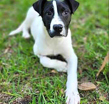 Photo of Ori