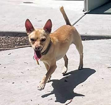Photo of Rico