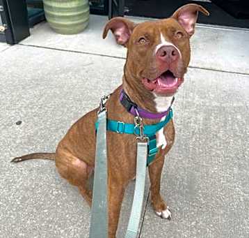 Photo of Peanut