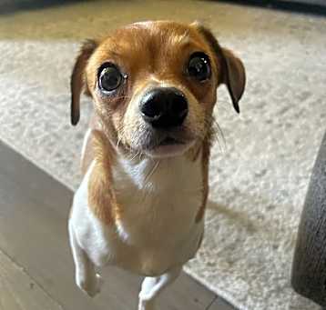 Photo of Dottie