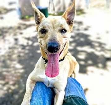 Photo of Bailey