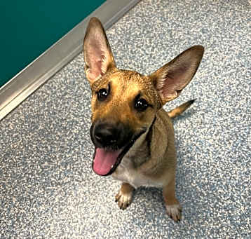 Photo of Brownie