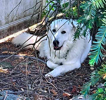 Photo of Bella