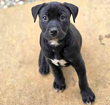 Photo of Cinder