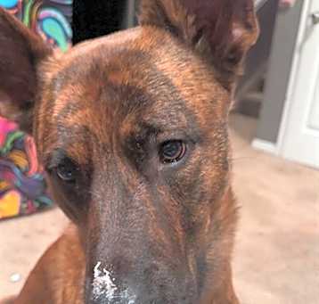 Photo of DIESEL