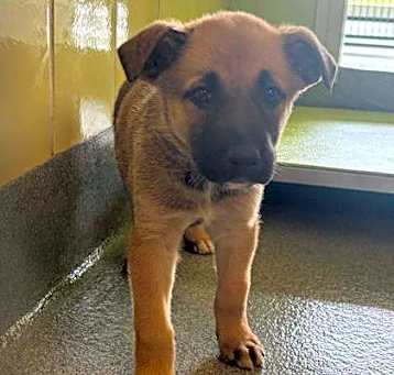 Photo of Checkers