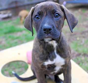 Photo of Boomer