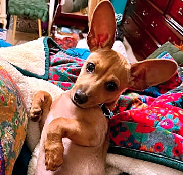 Photo of Sparky