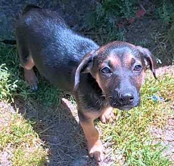 Photo of Bloom, a Garden Pup
