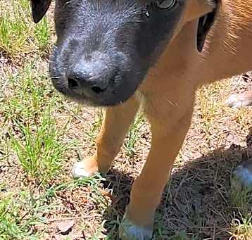 Photo of Petal, a Garden Pup
