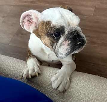 Photo of Sadie