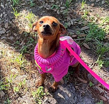 Photo of Ruby Roo
