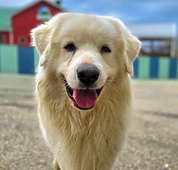 Photo of Hoss