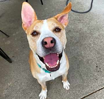 Photo of Roscoe