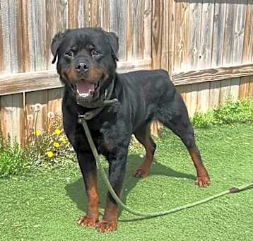 Photo of Ace Osage