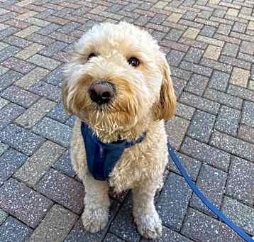 Photo of Archie