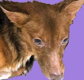Photo of Salsa