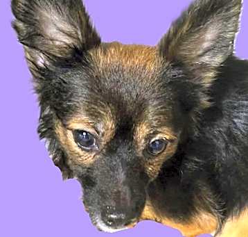 Photo of Tortilla