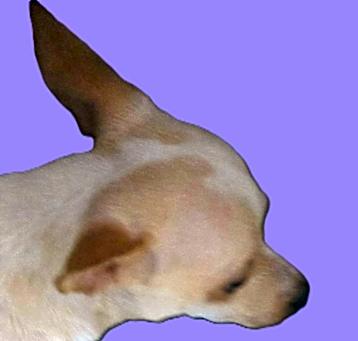 Photo of Pancho
