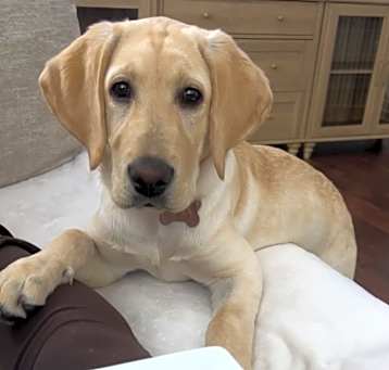 Photo of Luna