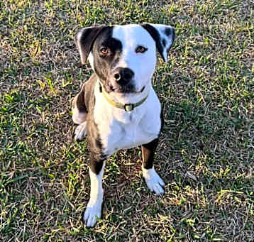 Photo of Oliver
