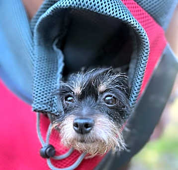 Photo of Button