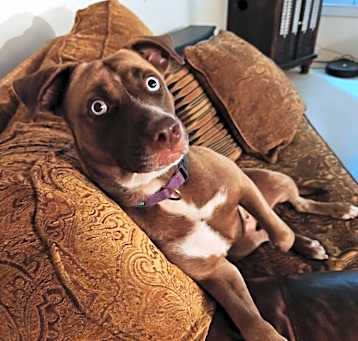 Photo of Bailey