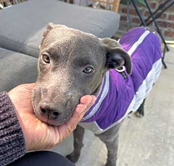 Photo of Stella Wags