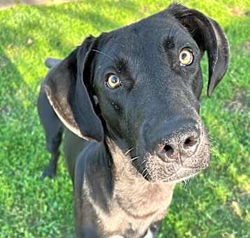 Photo of Baloo the Beauty