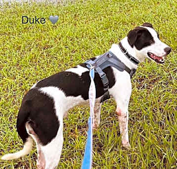 Photo of Duke
