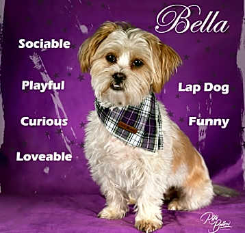 Photo of Bella