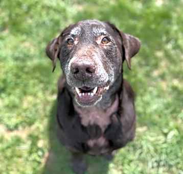 Photo of Bear