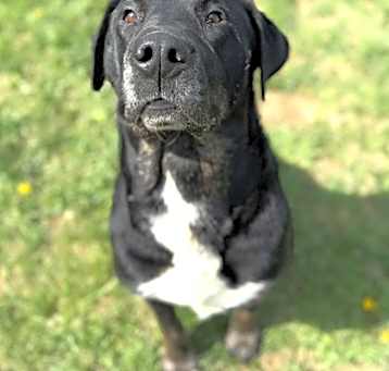 Photo of Diesel