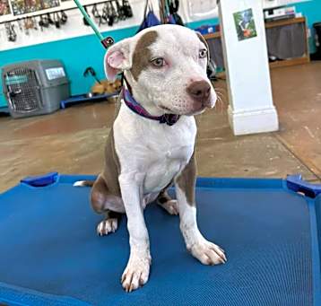 Photo of Barkley