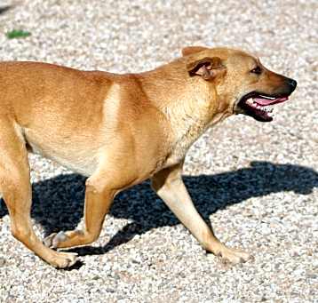 Photo of Peanut