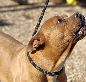 Photo of Honey
