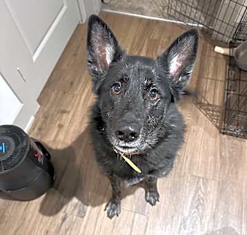 Photo of Raven