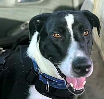 Photo of Bo