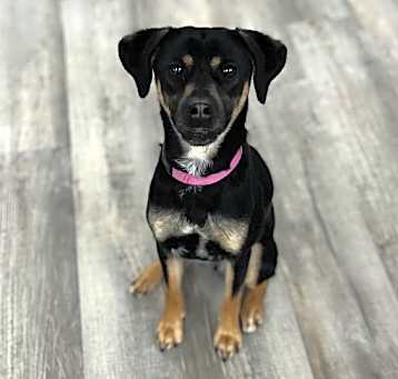Photo of Ruby