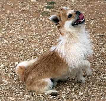 Photo of Pancho