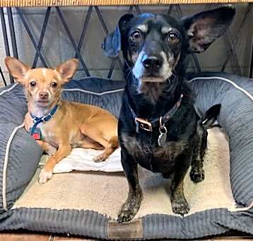 Photo of Blue and Taco