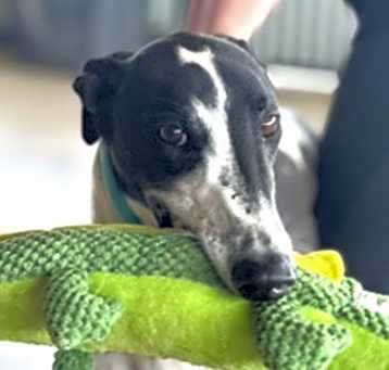 Photo of Spots