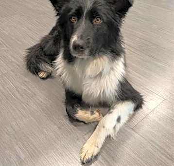 Photo of PIPER