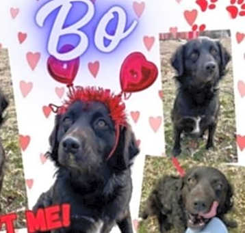Photo of Bo