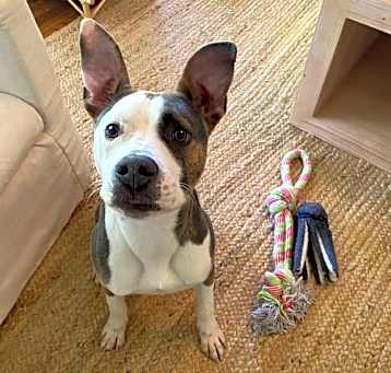 Photo of Goose