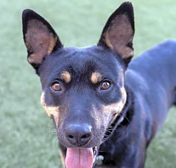 Photo of Milo