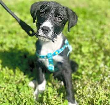 Photo of Daffodil