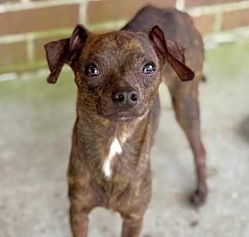 Photo of Pacho