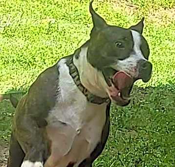 Photo of Lucky