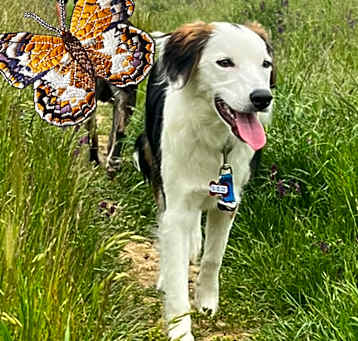 Photo of Dixie